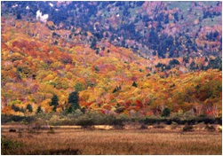峠を下りた岩手側の景色