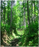 工女たちが歩いて行った旧野麦街道