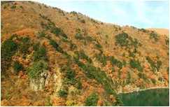 紅葉が美しい安房峠への路