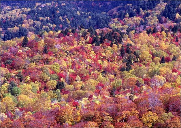 白布峠（山形県）