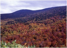 金糸銀糸を織り交ぜたような錦平