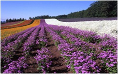 ファーム富田の花畑
