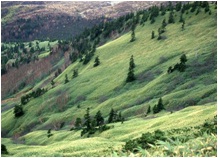 独特な風景が広がる芳ヶ平